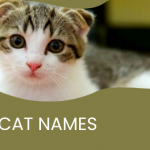 Spanish Names For Cats Are So Good