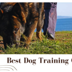 Benefits of Online Dog Training Courses from Experts