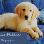 Buying a Healthy Golden Retriever in Singapore – Choose The Lovely Pets Shop for Finest Quality Puppies